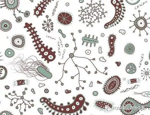 黄瓜官网入口环境温暖潮湿，是细菌、藻类和其他微生物滋生的理想场所